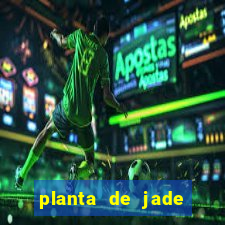 planta de jade significado espiritual